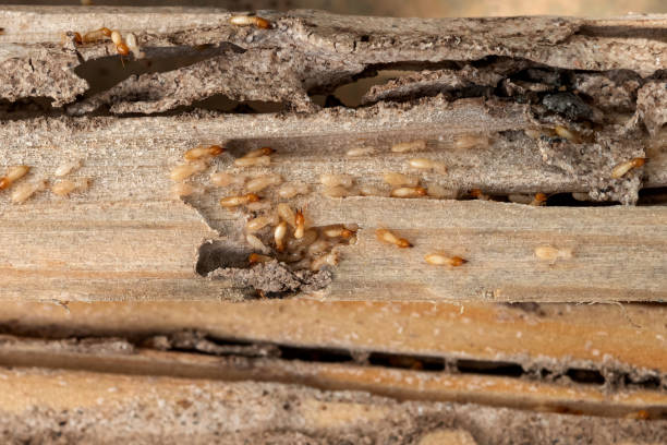 Pest Control Cost in Cortez, CO